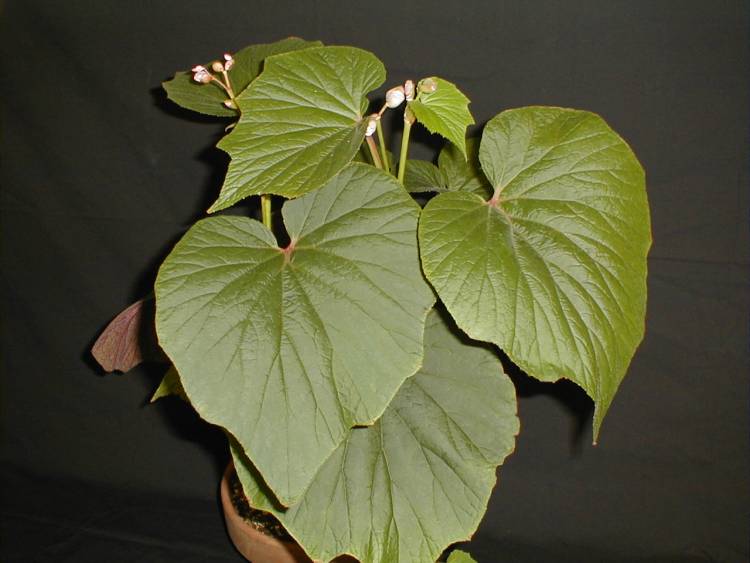 B. ‘Torsa’